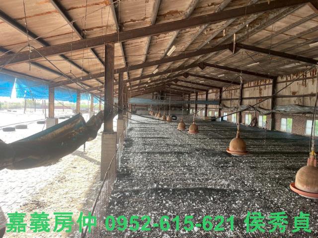 嘉義六腳牧場-10