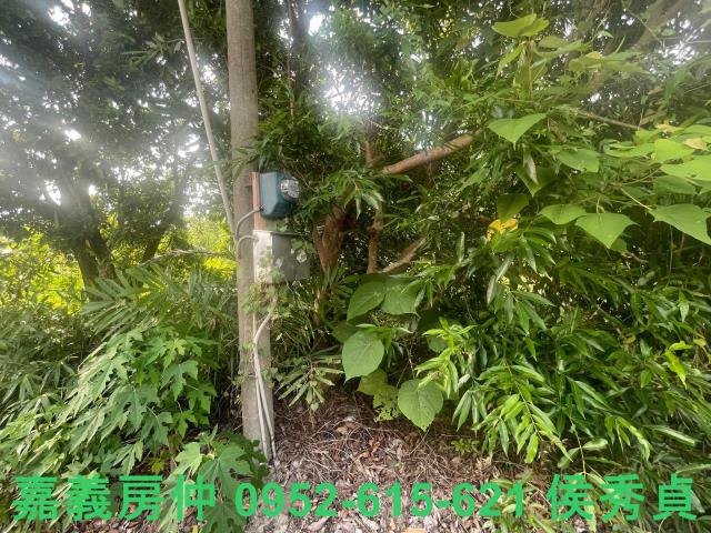 竹崎農地-2
