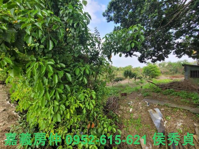西區建地-7