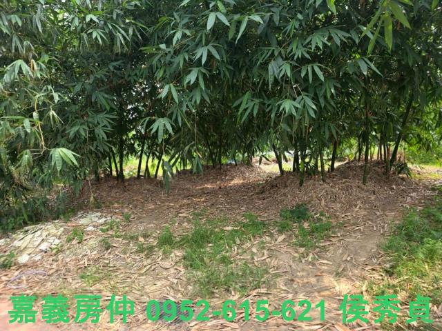 民雄農地-8