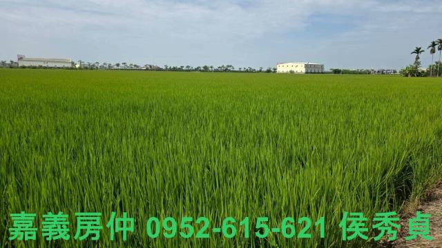 嘉義西區農地-8